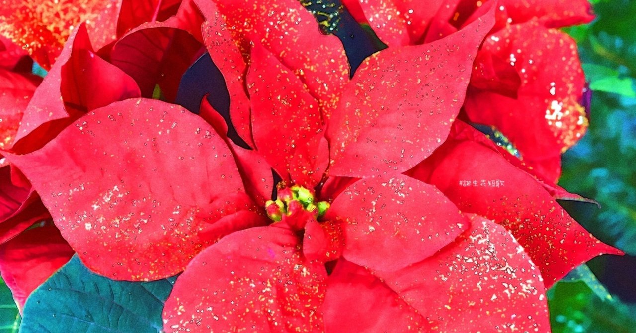 12月9日 誕生花は猩々木 誕生花短歌 御子柴 流歌 Note 12月9日 誕生花は猩々木 誕生花短歌 御子柴 流歌 Note