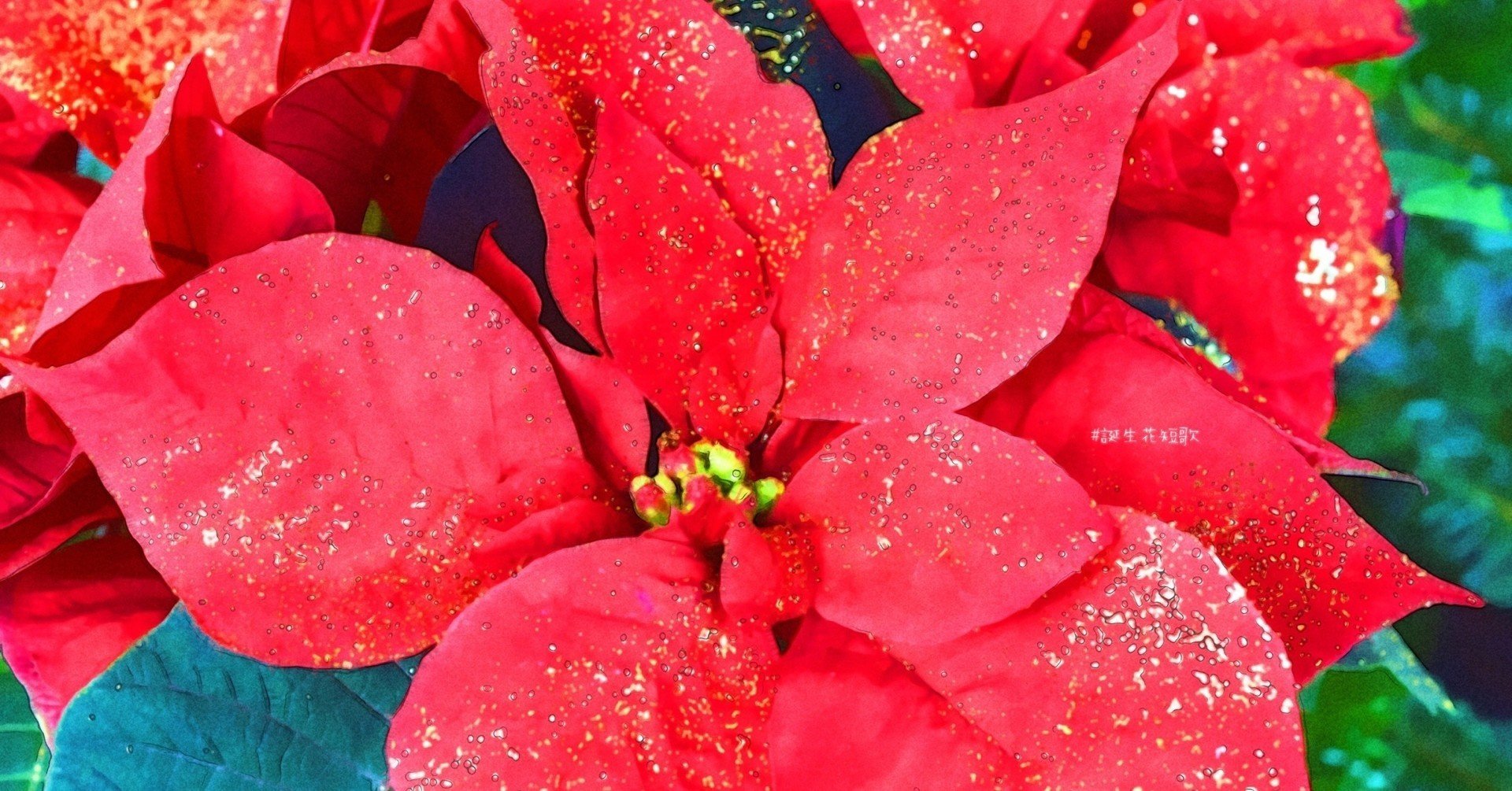 12月9日 誕生花は猩々木 誕生花短歌 御子柴 流歌 Note 12月9日 誕生花は猩々木 誕生花短歌 御子柴 流歌 Note