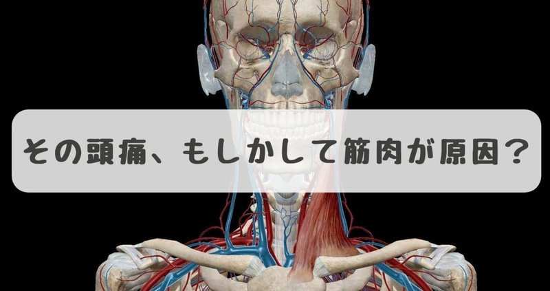 頭痛の原因となる筋を探す 胸鎖乳突筋 頭板状筋 だーまえ Note