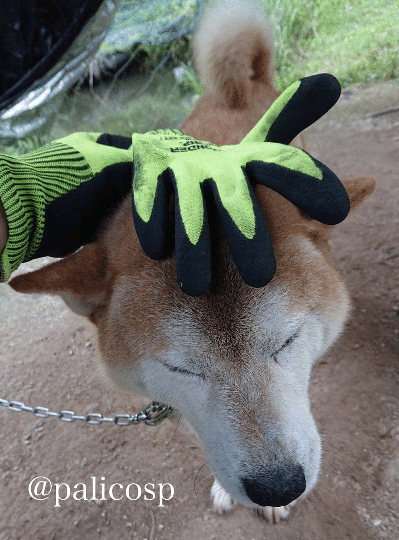 顔の長い犬が好きー好きなものと好きなものが掛け合わさる話 巴 ぱりこ Note