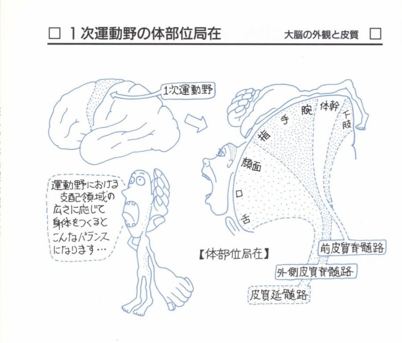 生理学 大脳新皮質 荻野 沙貴子 Note 生理学 大脳新皮質 荻野 沙貴子 Note