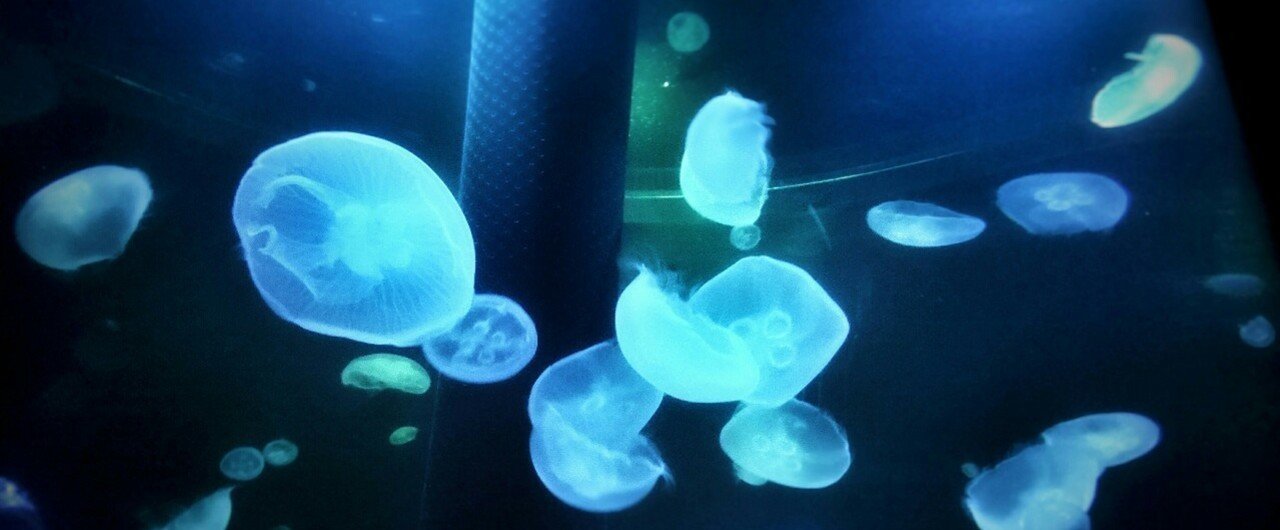 浮きつ沈みつ