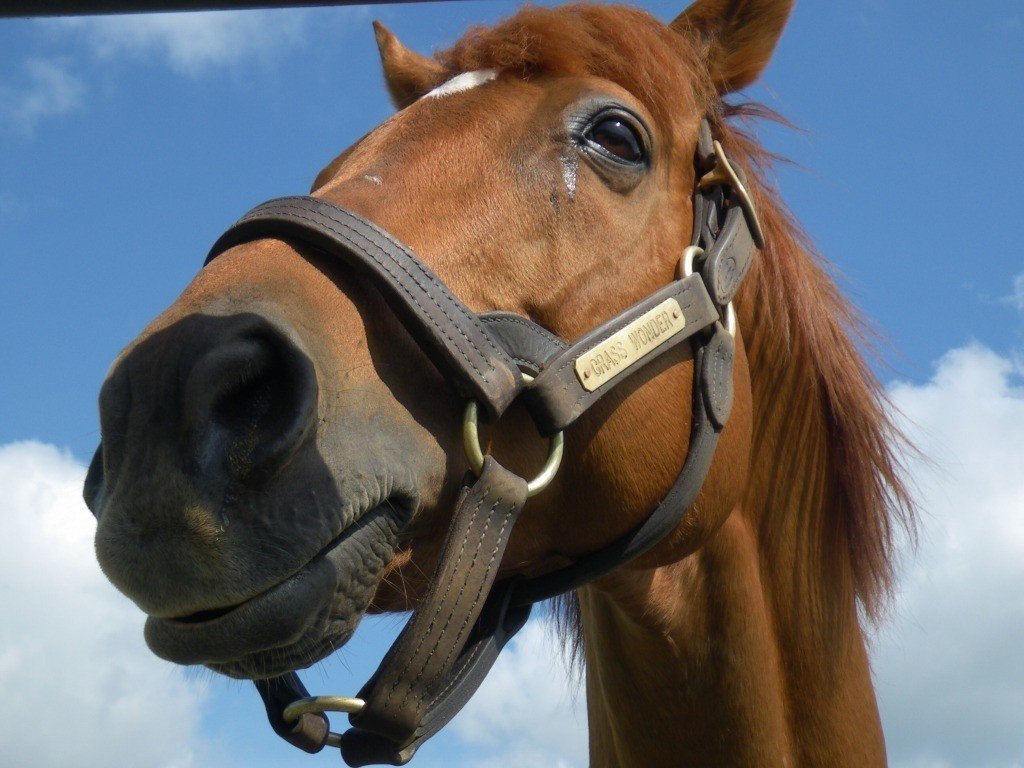 【競馬】　グラスワンダー　当選品　スペシャルカード　045of100　当選通知付 競馬 グラスワンダー 当選品 スペシャルカード 045of100 当選通知付