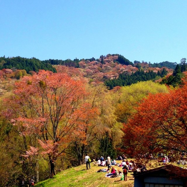 吉野の桜、また見に行きたいですがすごい人なので悩みます。