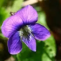 大石　菫