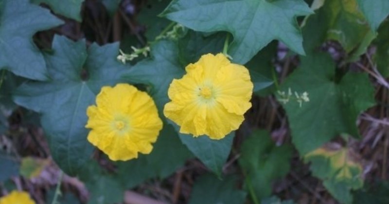 ヘチマの花 の新着タグ記事一覧 Note つくる つながる とどける ヘチマの花 の新着タグ記事一覧 Note つくる つながる とどける