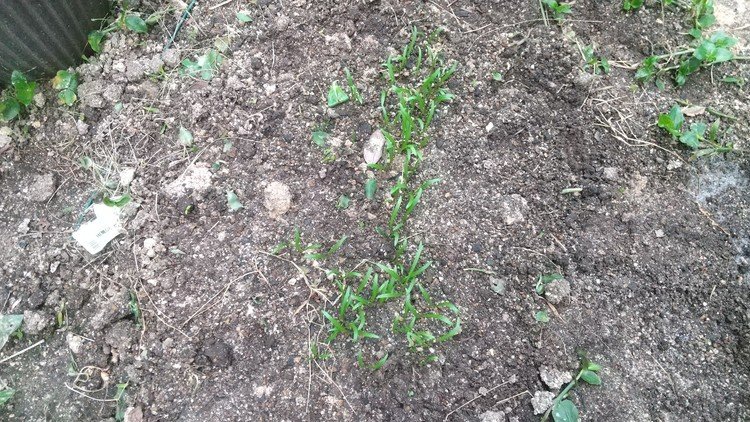 庭のホウレンソウが結構即時に発芽して順調に生育中。菜園のバラ撒きはなかなか育ちが遅いんだけどこの差は一体何なんだろうなぁ…