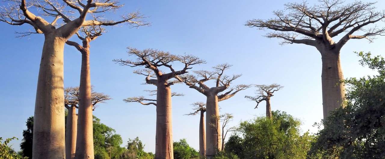 バオバブの聖地 マダガスカルはムルンダバへ Na Note