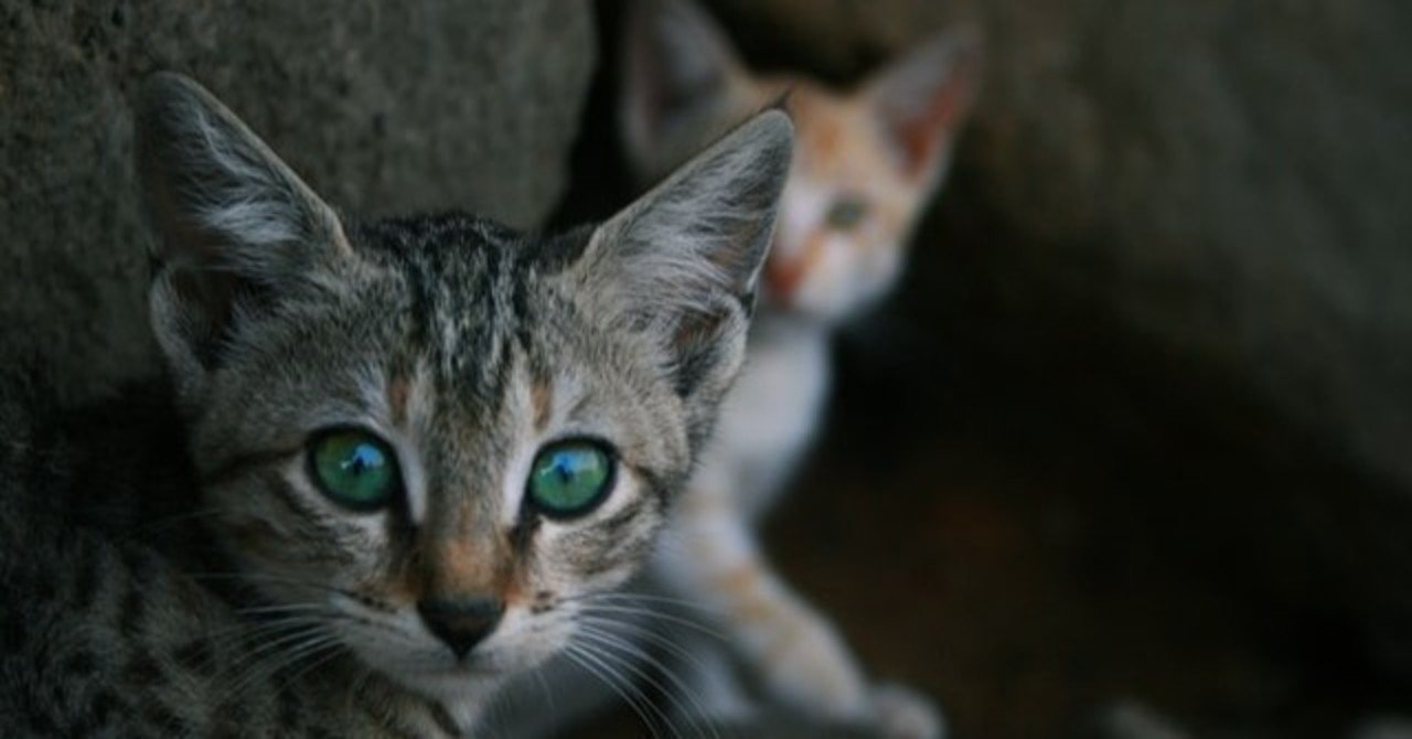 猫に不凍液 保冷剤は危険 エチレングリコール中毒の怖さとは 獣医師が解説 Vet1013 Note