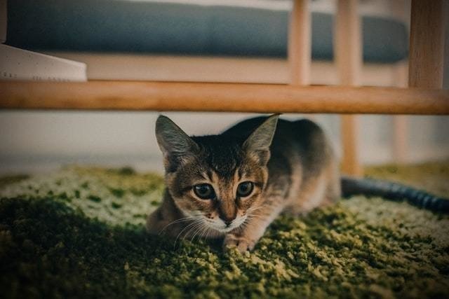 猫に不凍液 保冷剤は危険 エチレングリコール中毒の怖さとは 獣医師が解説 Vet1013 Note