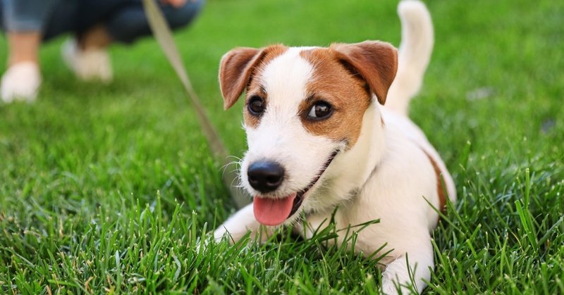 愛犬に未病ケアを めざすは 病気になりにくい体をつくる 獣医師監修 アニテクトstyle 愛するペットを守るためにできること Note 愛犬に未病ケアを めざすは 病気になりにくい体をつくる 獣医師監修 アニテクトstyle 愛するペットを守るためにできること Note