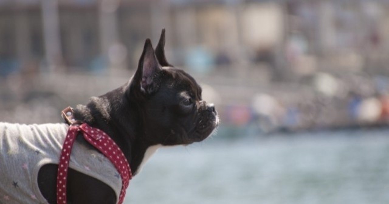 犬がハーネスで脇擦れしちゃう 脇擦れしないハーネスは何 ろかく Note 犬がハーネスで脇擦れしちゃう 脇擦れしないハーネスは何 ろかく Note