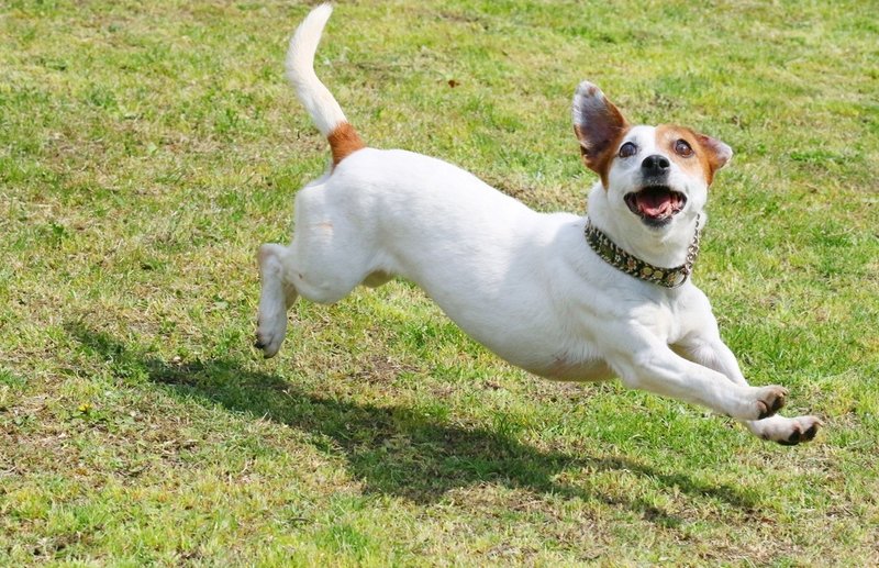 愛犬に未病ケアを めざすは 病気になりにくい体をつくる 獣医師監修 アニテクトstyle 愛するペットを守るためにできること Note