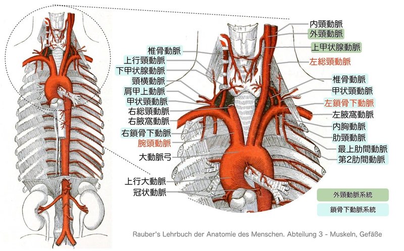 循環器系-23-大動脈弓-図