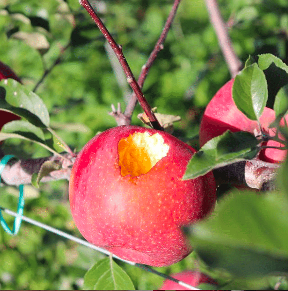 花岡果樹園３