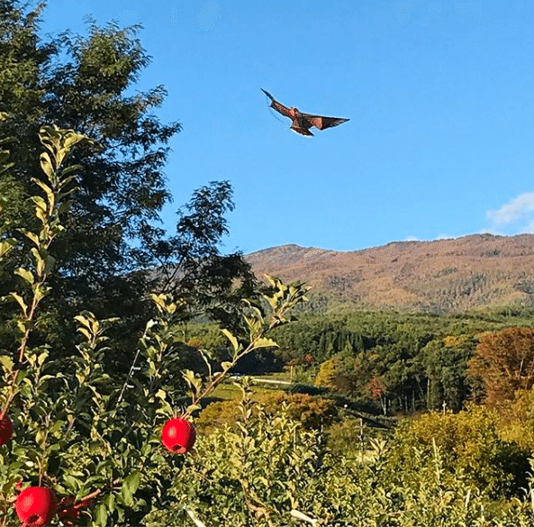 花岡果樹園５