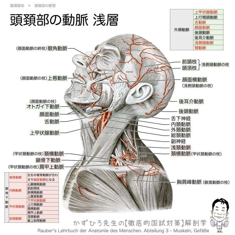 循環器系-29-頭頚部の動脈-浅層-SQ