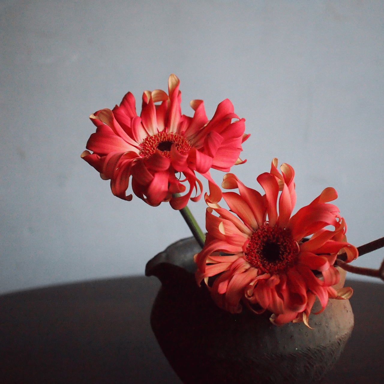 新しい幕開けに寄せて｜花の歳時記｜hanaike はないけ