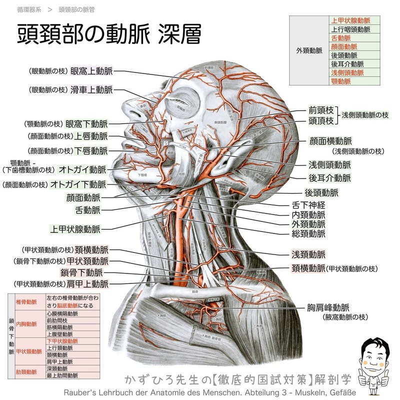 循環器系-29-頭頚部の動脈-深層-SQ