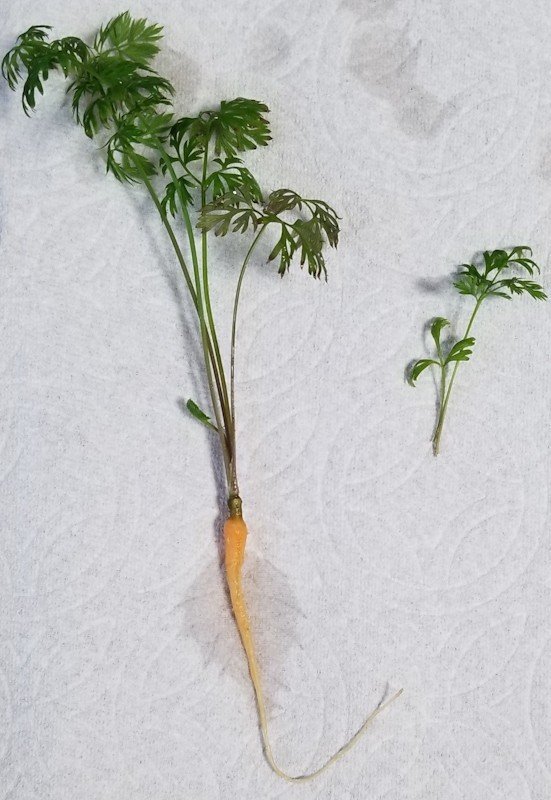 ペットボトルと牛乳パックで人参とレタス栽培 庭の野菜とか 12月 Tokino Note