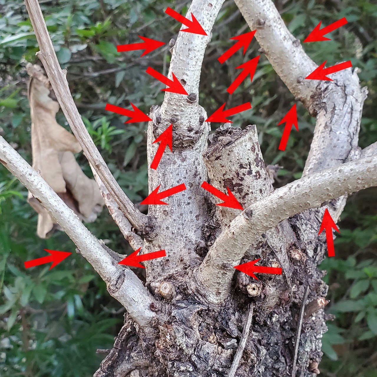 カシワの剪定 難易度 Yuuuuuuutro7 Note