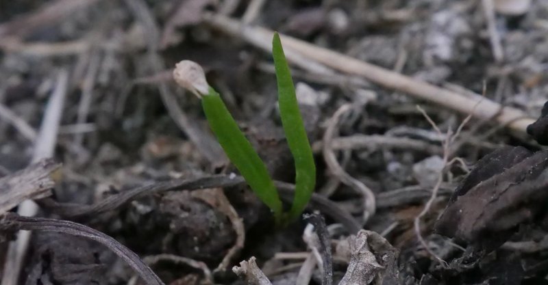 農業日記46 ほうれん草の芽と水やり2 鬼 ナナトラ Note 農業日記46 ほうれん草の芽と水やり2 鬼 ナナトラ Note