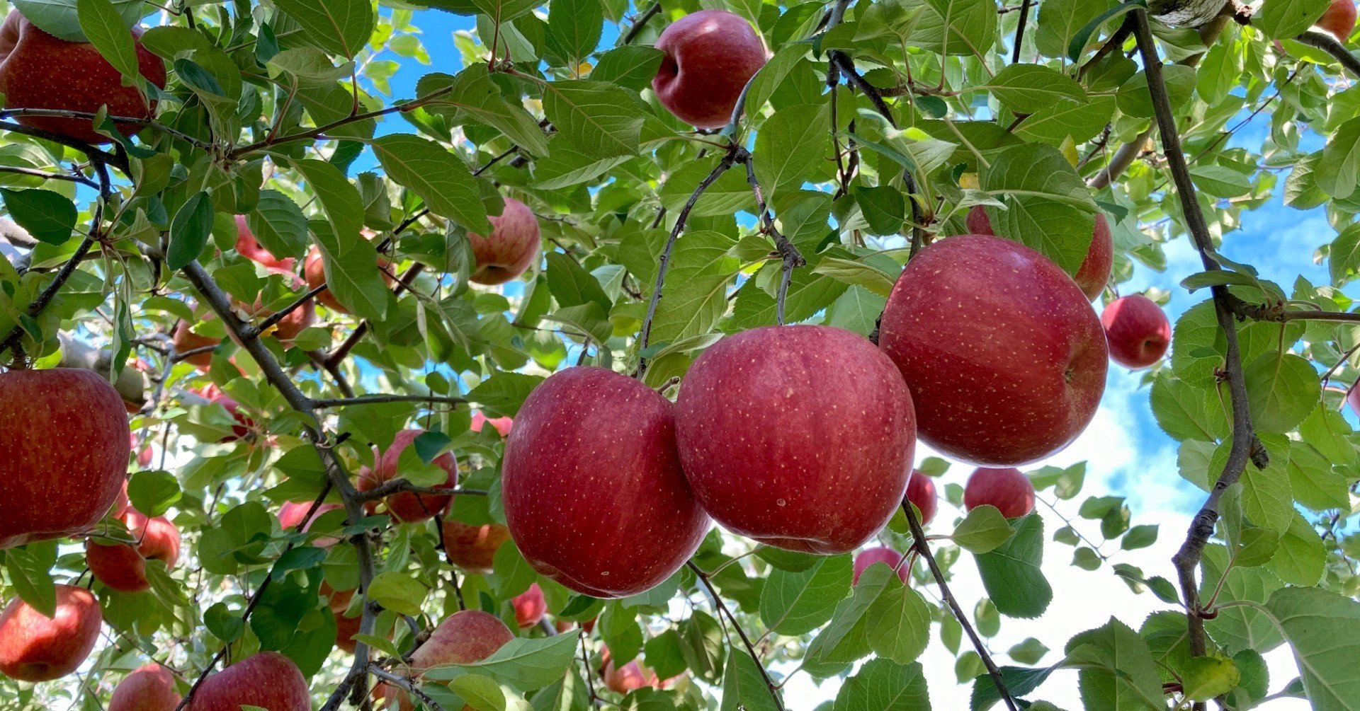 島崎藤村『初恋』新旧仮名遣い・現代語訳|夕月 檸檬 (ゆづき 島崎藤村『初恋』新旧仮名遣い・現代語訳|夕月 檸檬 (ゆづき