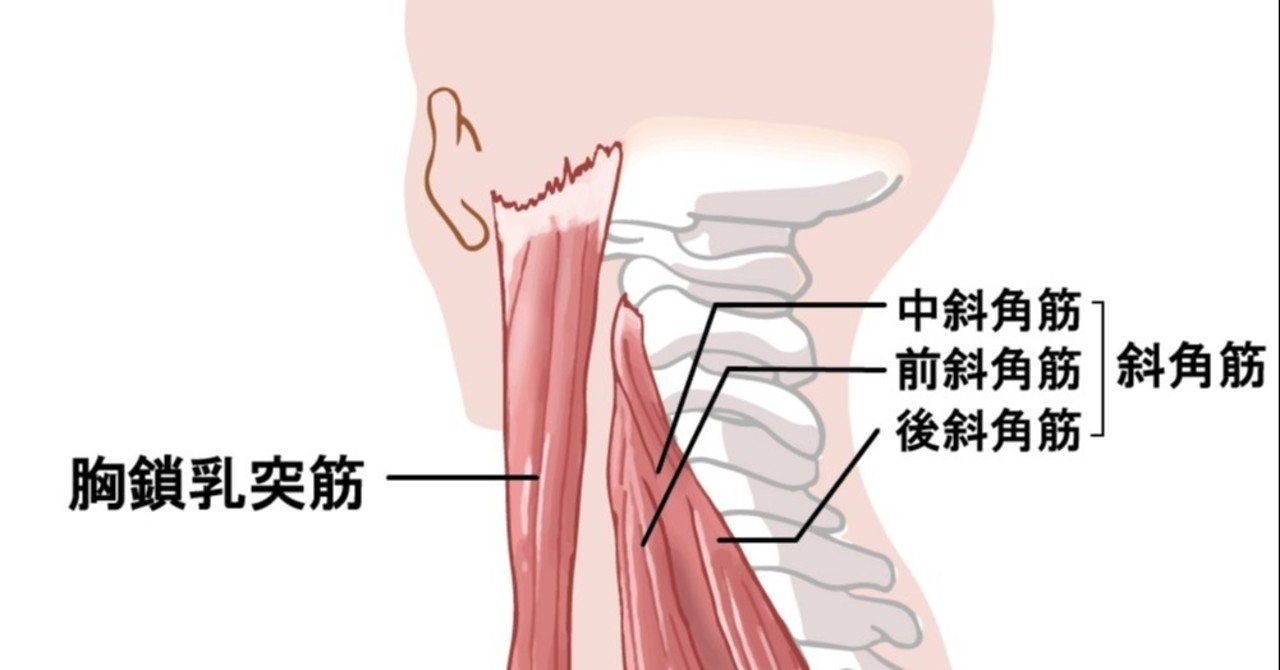 超簡単で高効率 モテる首になるためのエクササイズ 韓国風爽やか男子 Note