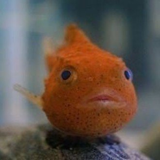 ぴぐもんクリニック