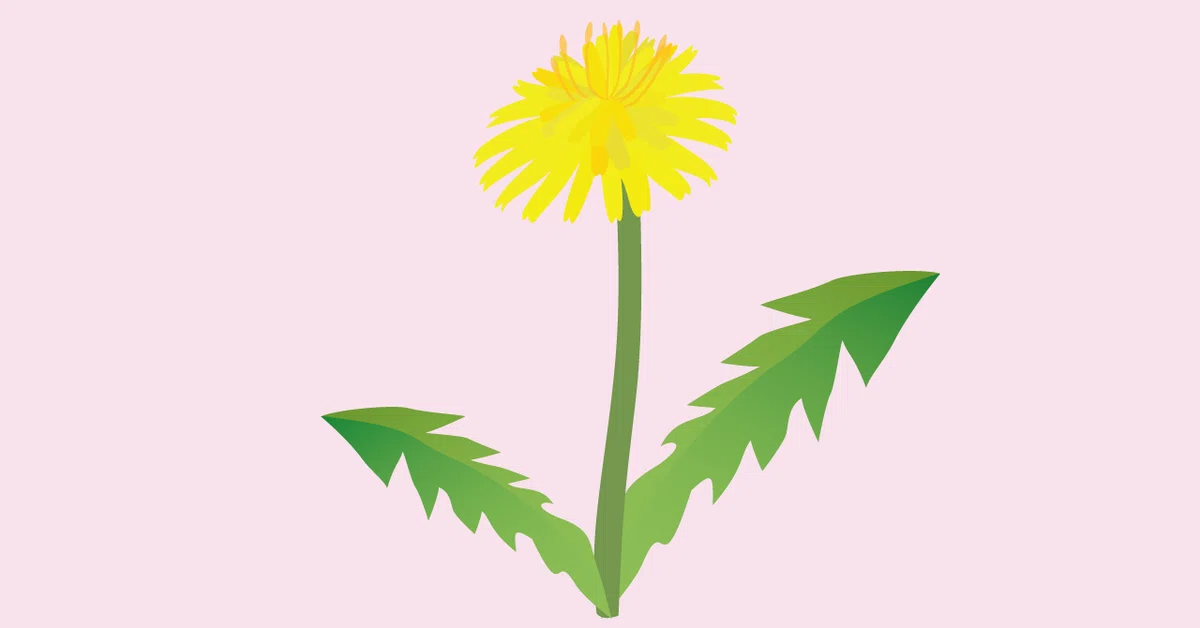 タンポポピンク一本