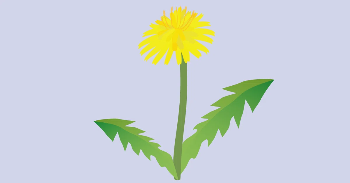 タンポポブルー一本