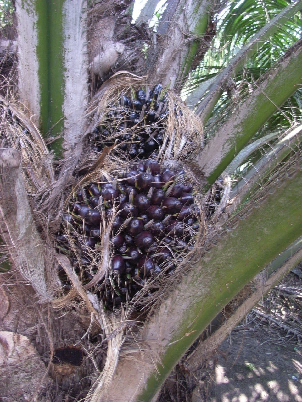 17年の観劇感想文 ビンローの封印 Knasada なさだ ミンテン Mingding 名定啓介 Note