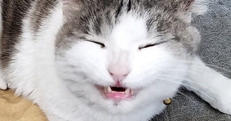 猫に教えてもらった事 フレイヤ Note 猫に教えてもらった事 フレイヤ Note