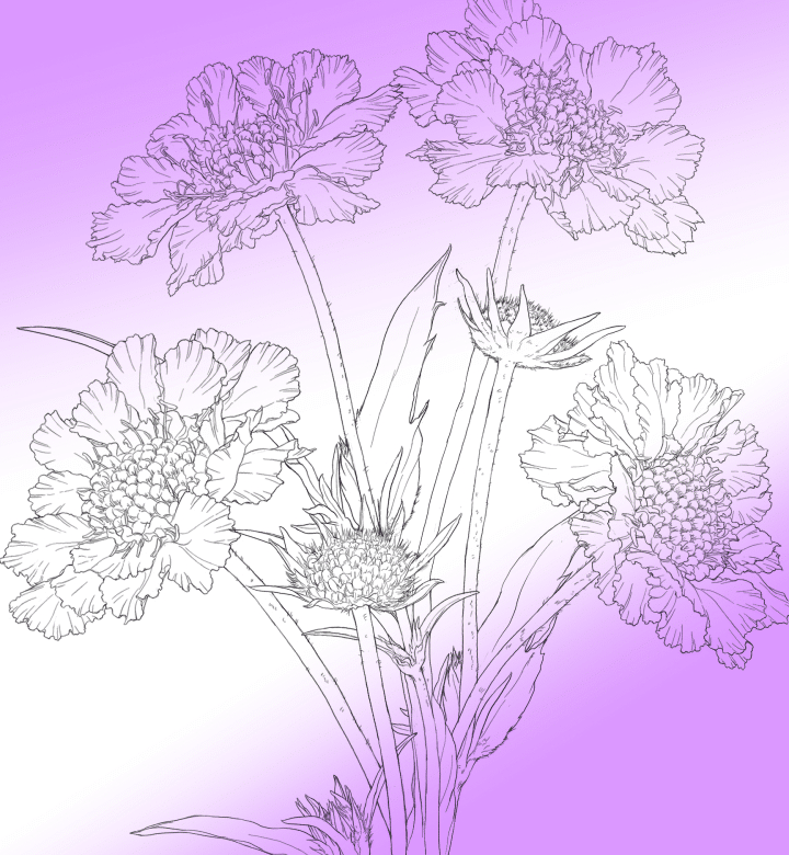 花ことば えいひれ Note