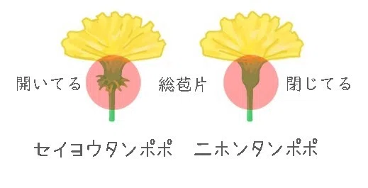 タンポポ　総苞