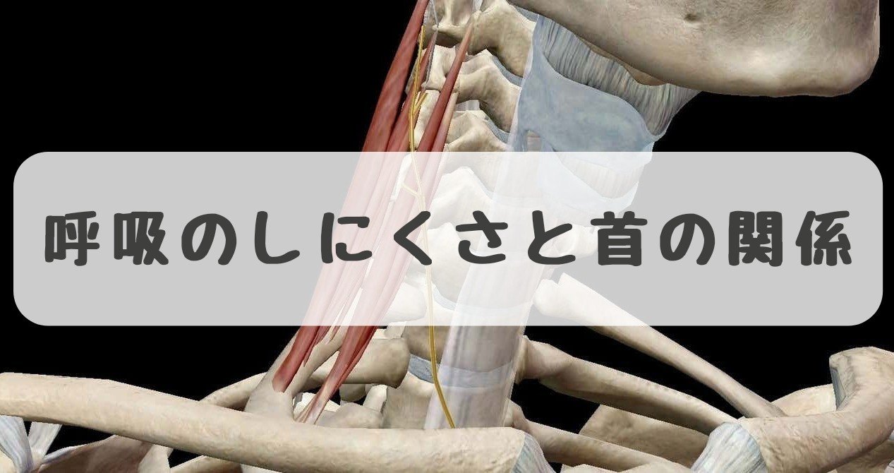 呼吸に大切な横隔膜の機能低下を胸鎖乳突筋 斜角筋から探る だーまえ Note 呼吸に大切な横隔膜の機能低下を胸鎖乳突筋 斜角筋から探る だーまえ Note