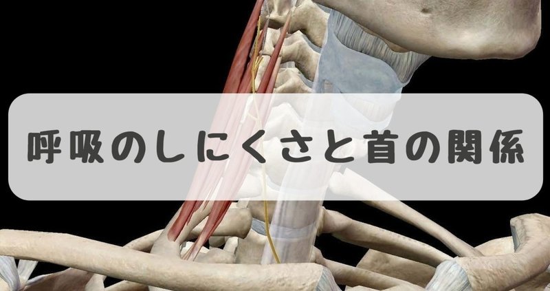 呼吸に大切な横隔膜の機能低下を胸鎖乳突筋 斜角筋から探る だーまえ Note 呼吸に大切な横隔膜の機能低下を胸鎖乳突筋 斜角筋から探る だーまえ Note