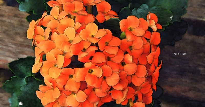 12月11日 誕生花は紅弁慶 誕生花短歌 御子柴 流歌 Note