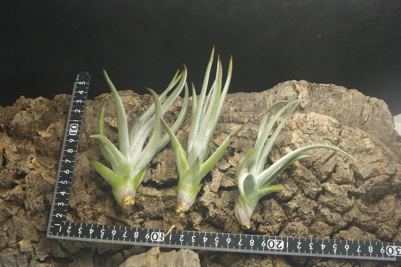チランジア入荷リスト12/9｜NatureGarden🌿神田