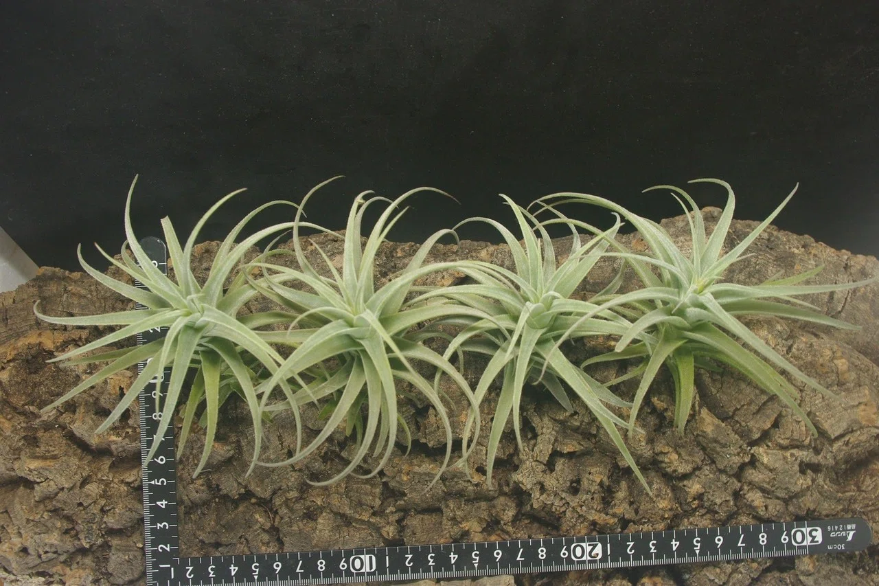 チランジア入荷リスト12/9｜NatureGarden🌿神田