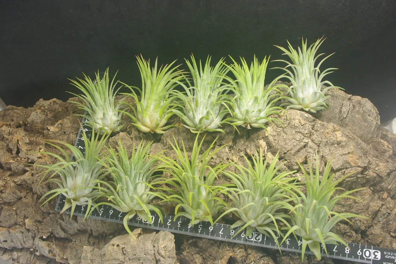 チランジア入荷リスト12/9｜NatureGarden🌿神田