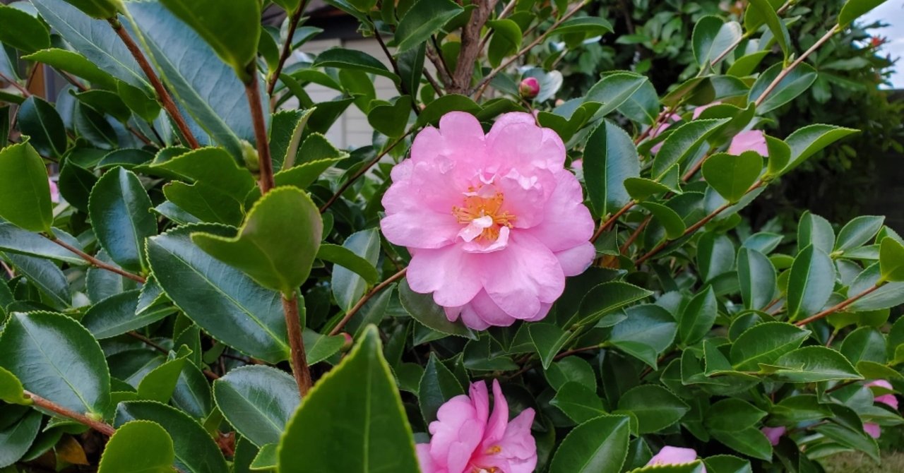 椿とサザンカの違い の新着タグ記事一覧 Note つくる つながる とどける 椿とサザンカの違い の新着タグ記事一覧 Note つくる つながる とどける