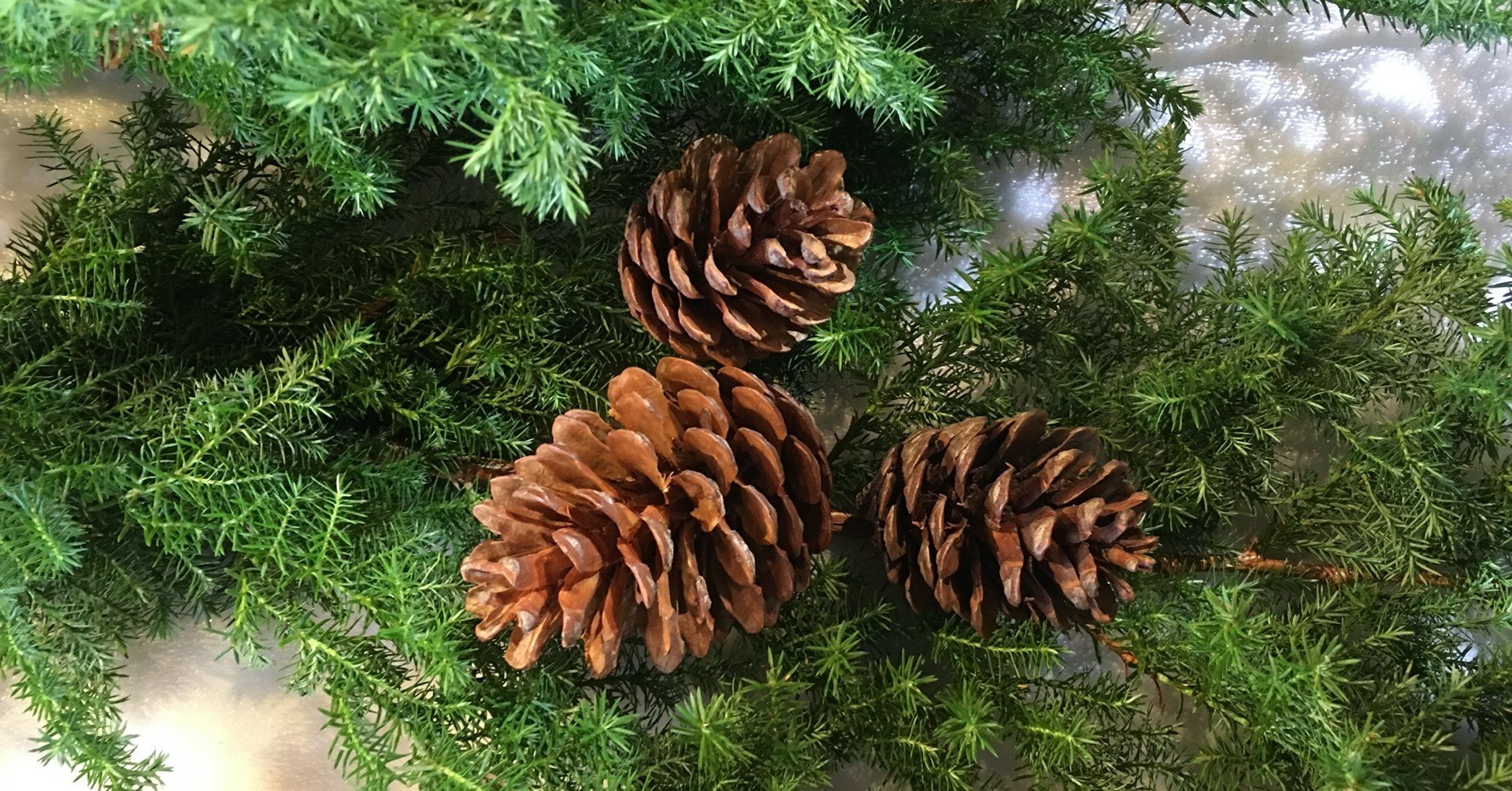 魔女は花の力で空を飛ぶ 千花物語 Note