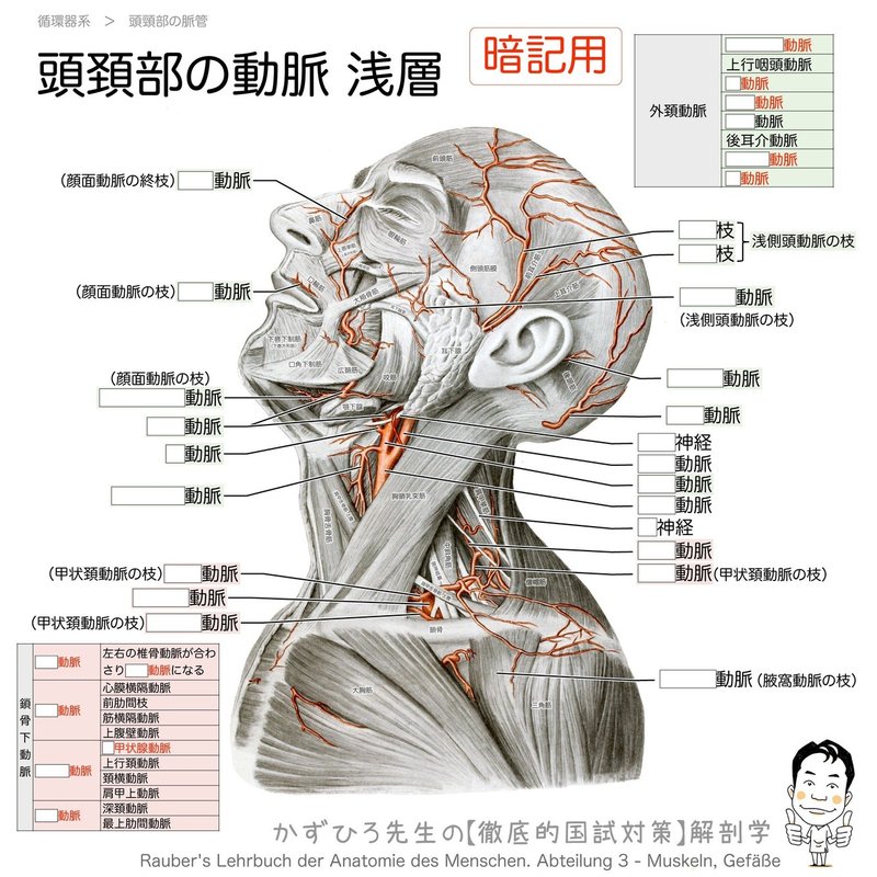 循環器系-29-頭頚部の動脈-浅層-SQ暗記用
