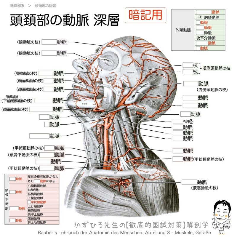 循環器系-29-頭頚部の動脈-深層-SQ暗記用