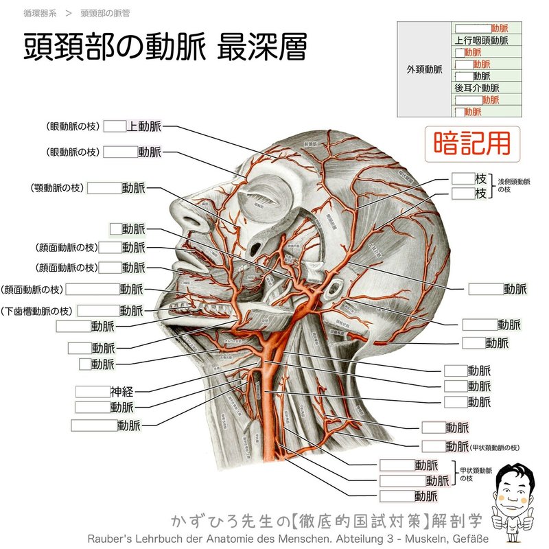 循環器系-29-頭頚部の動脈-最深層-SQ暗記用