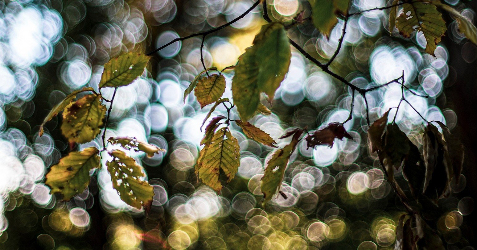 dbf61d1bd22454043aa0b09a401fc5