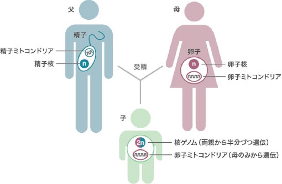 日本人に今日どうして青い目のひとが見当たらないか？｜oichan｜note