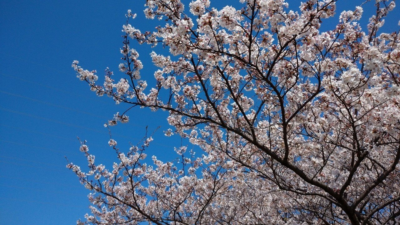 会社を辞めて大学に戻って博士課程の学生になった話 白いごはん Note