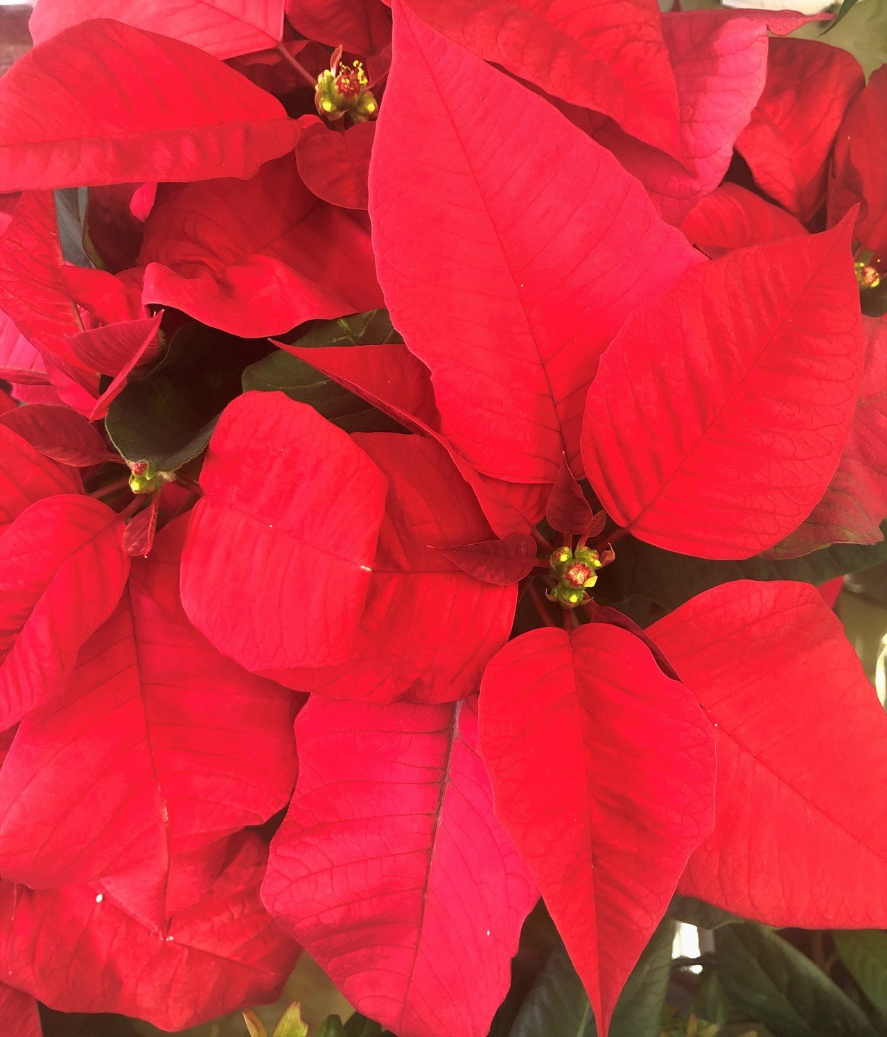 花図鑑 ポインセチア はこねフローリスト Note 花図鑑 ポインセチア はこねフローリスト Note